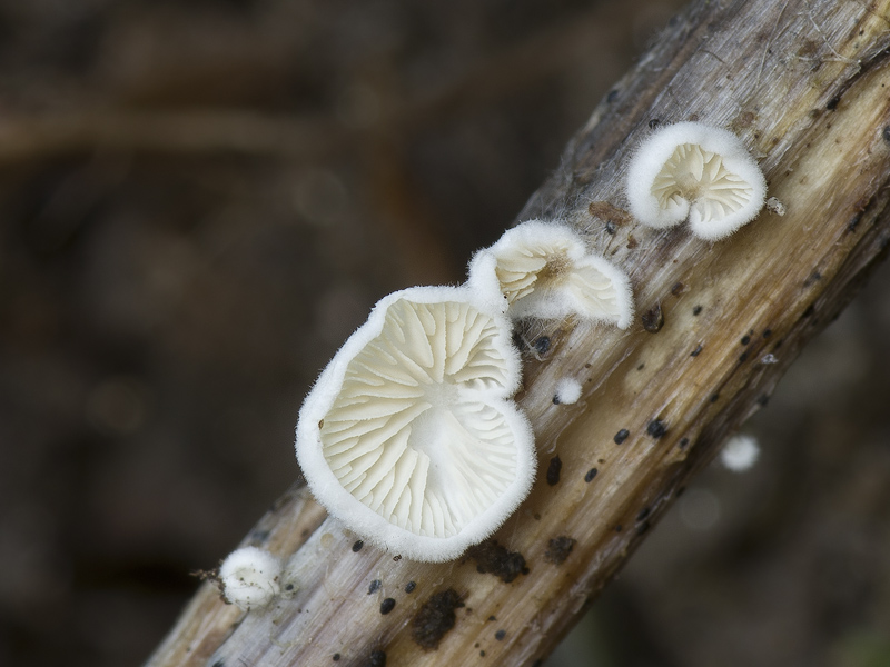 Crepidotus epibryus